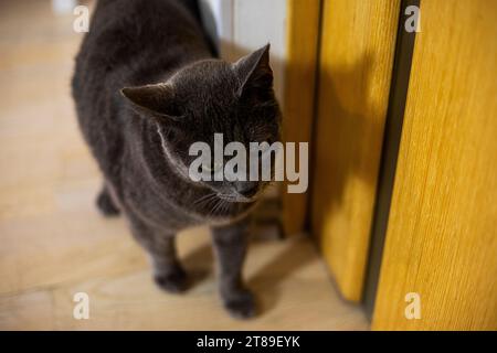 Mignon chat bleu de la race birmane américaine est assis près d'une porte en bois dans la chambre et attend qu'il soit laissé sortir. Prendre soin des animaux de compagnie Banque D'Images