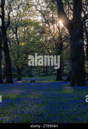 Sunburst à travers trre avec tapis de Bluebells [Hyacinthoides non-scripta] à Blackbury Camp, Devon, Royaume-Uni Banque D'Images