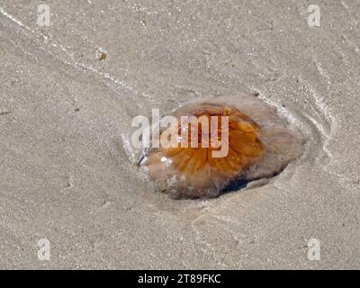 Gros plan d'une méduse sur une plage de sable de la mer du Nord au Danemark Banque D'Images