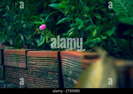 ,A Portulaca Grandiflora sur le banc de bambou dans la lumière du jour de printemps, belles fleurs jaunes et roses de portulaca oleracea, également connu sous le nom de purslane commun, Banque D'Images