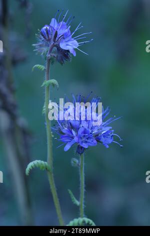 Gros plan vertical naturel sur les fleurs bleu violet de scorpionweed , Phacelia tanacetifolia dans le jardin Banque D'Images