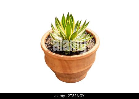 Agave americana plante dans un grand pot d'argile isolé sur fond blanc Banque D'Images