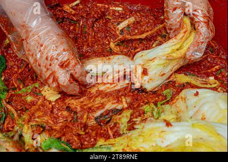 Le processus de fabrication d'un plat traditionnel coréen, le kimchi. Gros plan de la main d'une femme faisant du kimchi de chou en ajoutant divers assaisonnements à du cabba salé Banque D'Images