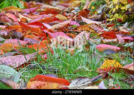 Feuilles d'automne tombées sur une pelouse de jardin. Kent, Royaume-Uni. Novembre 2023 Banque D'Images
