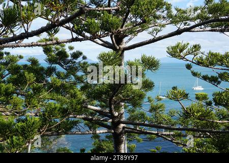 Un conifère à feuilles persistantes (araucaria) vu devant l'océan bleu avec un bateau sur l'île magnétique, queensland, australie, Banque D'Images