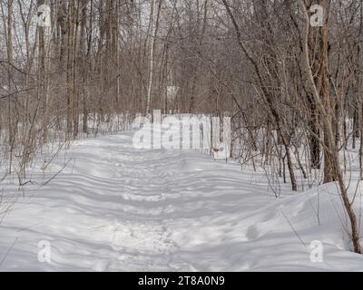 Un chemin dans la neige à travers un bois à feuilles caduques, pris sur une journée ensoleillée d'hiver près de Montréal, Québec, Canada Banque D'Images
