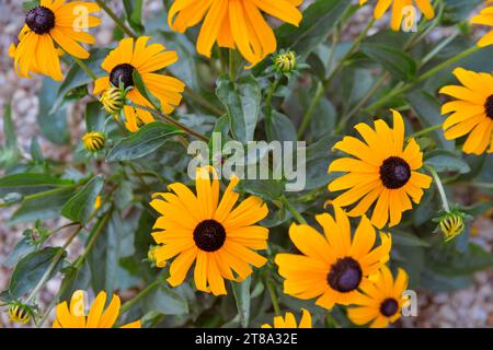 Plantes Rudbeckia, fleurs jaunes et brunes des Asteraceae. Fleurs Susan noires (brunes) aux yeux. Les têtes de fleurs jaunes ou dorées fleurissent au milieu ou à la fin de l'été. Banque D'Images