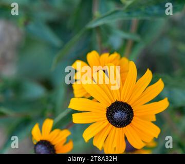 Plantes Rudbeckia, fleurs jaunes et brunes des Asteraceae. Fleurs Susan noires (brunes) aux yeux. Les fleurs étoilées de ces plantes robustes à longue floraison Banque D'Images