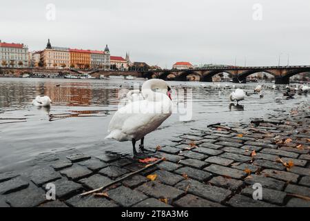 Cygnes flottant sur la rivière Vltava à Prague avec pont en arrière-plan - saison d'automne. Cygnes emblématiques sur Vltava - photographie sombre et sombre. Banque D'Images