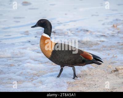 Shelduck australien mâle, Rottnest Island, Australie occidentale Banque D'Images