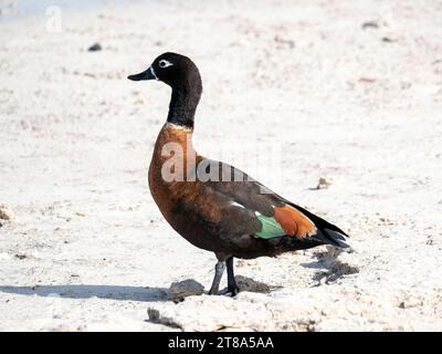 Femelle australienne Shelduck, Rottnest Island, Australie occidentale Banque D'Images