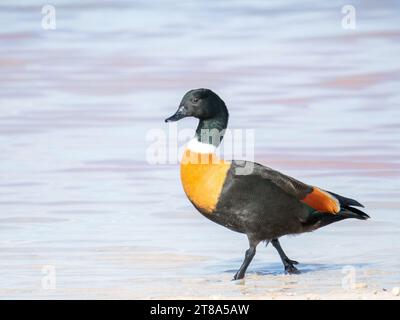 Shelduck australien mâle, Rottnest Island, Australie occidentale Banque D'Images