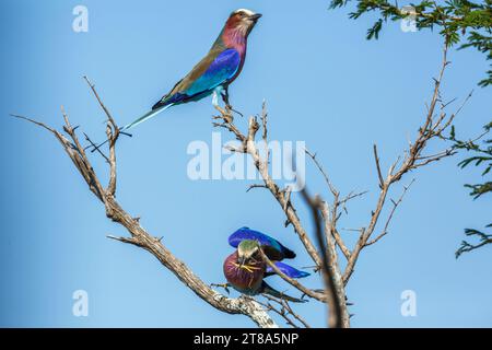 Couple de rouleaux à bretelles lilas debout sur un arbuste dans le parc national Kruger, Afrique du Sud ; espèce Coracias caudatus famille de Coraciidae Banque D'Images