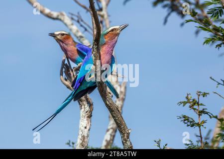 Couple de rouleaux à bretelles lilas debout sur un arbuste dans le parc national Kruger, Afrique du Sud ; espèce Coracias caudatus famille de Coraciidae Banque D'Images