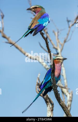 Couple de rouleaux à bretelles lilas debout sur un arbuste dans le parc national Kruger, Afrique du Sud ; espèce Coracias caudatus famille de Coraciidae Banque D'Images