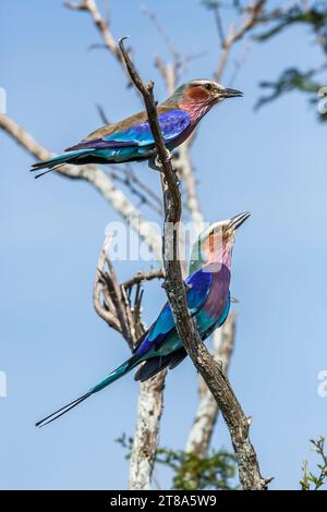 Couple de rouleaux à bretelles lilas debout sur un arbuste dans le parc national Kruger, Afrique du Sud ; espèce Coracias caudatus famille de Coraciidae Banque D'Images