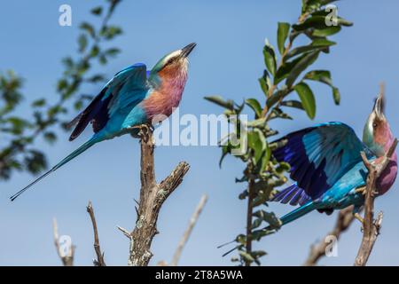 Couple de rouleaux à bretelles lilas debout sur un arbuste dans le parc national Kruger, Afrique du Sud ; espèce Coracias caudatus famille de Coraciidae Banque D'Images