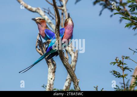 Couple de rouleaux à bretelles lilas debout sur un arbuste dans le parc national Kruger, Afrique du Sud ; espèce Coracias caudatus famille de Coraciidae Banque D'Images