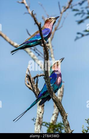 Couple de rouleaux à bretelles lilas debout sur un arbuste dans le parc national Kruger, Afrique du Sud ; espèce Coracias caudatus famille de Coraciidae Banque D'Images