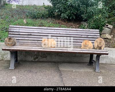 quatre chats assis sur un banc en bois dans la rue Banque D'Images