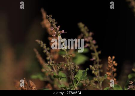 Basilic sacré dans le jardin avec fond flou. Banque D'Images
