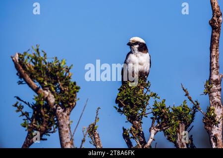 Shrike couronné blanc debout sur un buisson isolé dans le ciel bleu dans le parc national Kruger, Afrique du Sud ; espèce Eurocephalus anguitimens famille de Laniida Banque D'Images