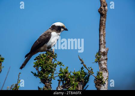 Shrike couronné blanc debout sur un buisson isolé dans le ciel bleu dans le parc national Kruger, Afrique du Sud ; espèce Eurocephalus anguitimens famille de Laniida Banque D'Images