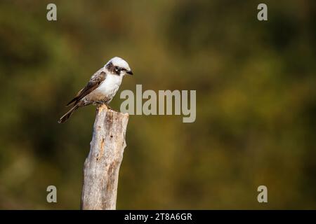 Shrike couronné blanc debout sur une bûche isolée en fond naturel dans le parc national Kruger, Afrique du Sud ; espèce Eurocephalus anguitimens famille o Banque D'Images