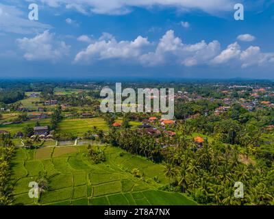 Vue aérienne par drone des rizières vertes à Ubud, île de Bali, Indonésie. Terrasses situées à côté du centre-ville Banque D'Images
