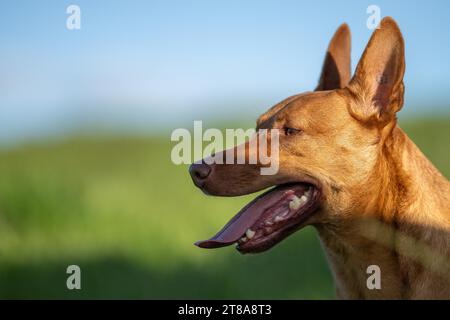 tan kelpie dans un ruisseau sur une ferme Banque D'Images