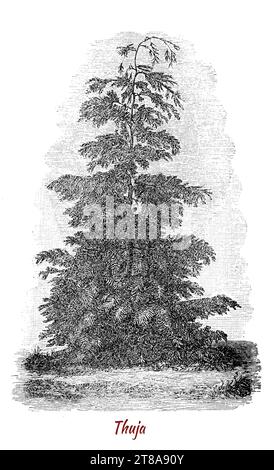 Conifères ou arbustes ornementaux de Thuja de la famille des cyprès connus sous le nom d'arborvitaes (« arbre de vie » en latin), thuja ou cèdre Banque D'Images