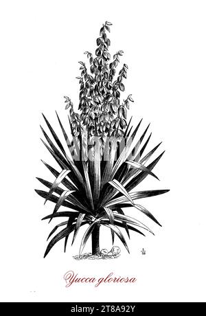 Yucca gloriosa, plante à fleurs originaire du sud-est des États-Unis, cultivée comme ornementale avec de longues feuilles acuminées vert foncé étroites et inflorescence en forme de cloche de fleurs blanches. Banque D'Images