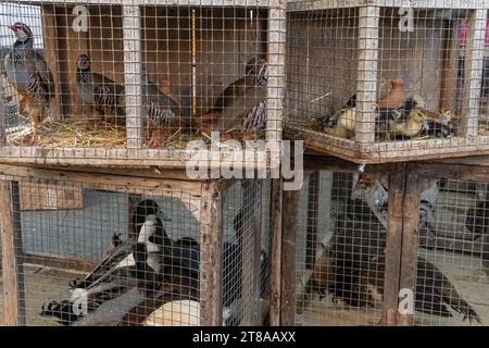 Gros plan des grilles de cages et en arrière-plan des oiseaux à vendre au marché de rue hebdomadaire dans la ville majorquine de Manacor, en Espagne Banque D'Images