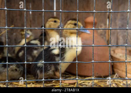 Gros plan des grilles de cages et en arrière-plan des oiseaux à vendre au marché de rue hebdomadaire dans la ville majorquine de Manacor, en Espagne Banque D'Images