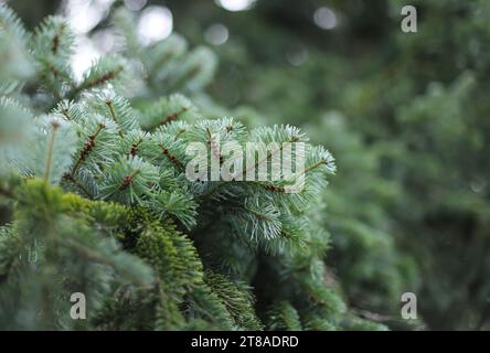 Close up de branches de sapins Banque D'Images