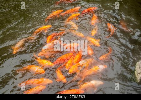 Beaucoup de poissons Koi dans l'étang de Yu Garden. C'est un vaste jardin chinois situé à côté du temple du Dieu de la ville dans le nord-est de la vieille ville Banque D'Images