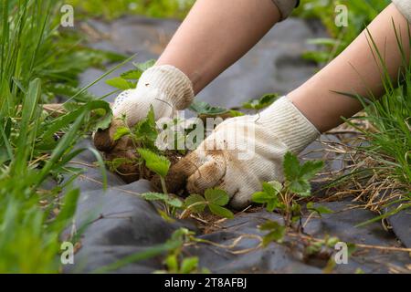 les mains en gants plantent des plants de fraises sur un lit recouvert de non-tissé dans le jardin Banque D'Images