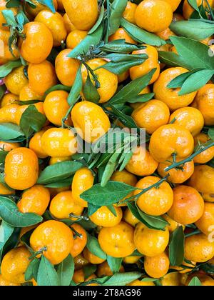 Beaucoup de mandarines mûres jaunes avec des feuilles vertes vitamines aromatisent les fruits pour la nourriture comme fond Banque D'Images