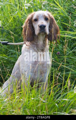 l'épagneul de chien de chasse attaché à une laisse est assis dans un épais bosquet d'herbe haute par une journée ensoleillée d'été Banque D'Images