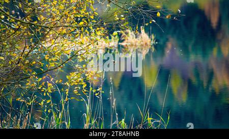 Couleurs automnales au réservoir de Tal-y-Bont, Brecon Beacons. Les feuilles ont changé de couleurs saisonnières vibrantes, passant du vert à l'orange, en passant par l'or, le rouge et le jaune. Banque D'Images
