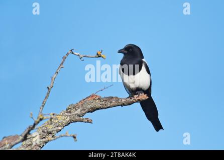 Magpie (Pica pica) perché dans un arbre mort par une journée ensoleillée en hiver Banque D'Images