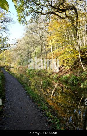 Sentier longeant le canal Cromford dans le Derbyshire, Angleterre, Royaume-Uni. Arbres aux couleurs automnales reflétées dans les eaux calmes. Banque D'Images