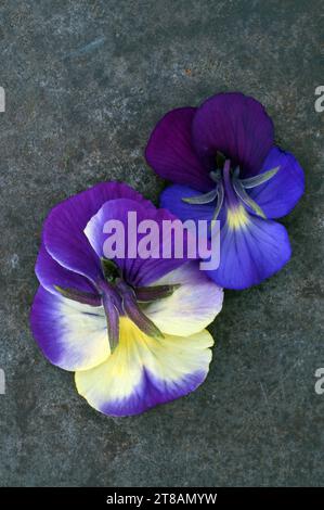 Deux putple bleu profond et fleurs crème de Pansy ou Viola tricolor couchées face vers le bas sur métal terni Banque D'Images