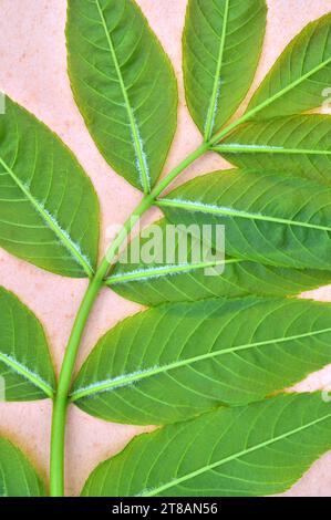 Détail du dos de la jeune feuille de frêne commune de Fraxinus excelsior arbre couché sur papier antique Banque D'Images