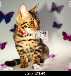 Chaton Bengal dans un col rouge assis sur un fond de papillons avec une feuille dans sa bouche Banque D'Images