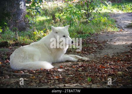Loup polaire en habitat naturel. Loup arctique ou Canis lupus arctos dans la forêt. Banque D'Images