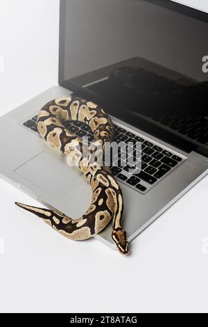 Serpent Python et ordinateur portable. Concept d'utilisation d'un langage de programmation de haut niveau pour le génie logiciel. Banque D'Images