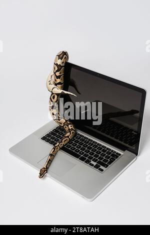 Serpent Python et ordinateur portable. Concept d'utilisation d'un langage de programmation de haut niveau pour le génie logiciel. Banque D'Images