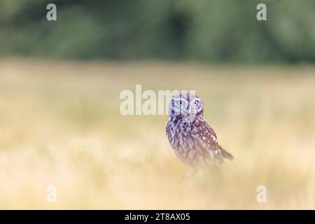 Minimalist Wilderness gros plan photo de la chouette boréale assise seule dans un champ de maïs. Horizontalement. Banque D'Images