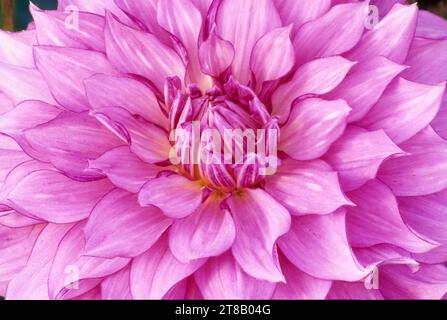 Dahlia, Swan Island dahlias, Canby, Oregon Banque D'Images